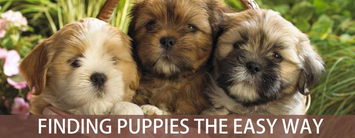 Search for puppies in South Africa