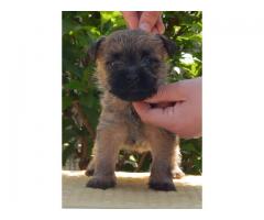 Cairn Terrier puppies for sale