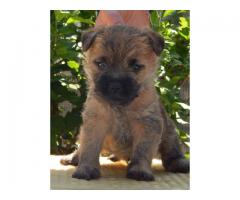 Cairn Terrier puppies for sale