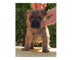 Cairn Terrier puppies for sale
