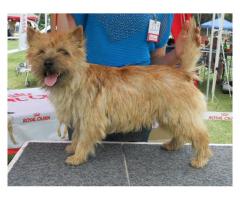 Cairn Terrier puppies for sale