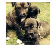 Irish Wolf Hound Puppies For Sale