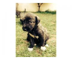 Irish Wolf Hound Puppies For Sale