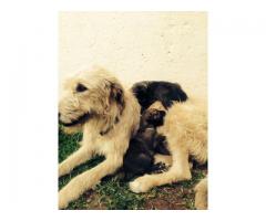 Irish Wolf Hound Puppies For Sale