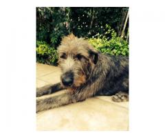 Irish Wolf Hound Puppies For Sale