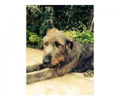 Irish Wolf Hound Puppies For Sale