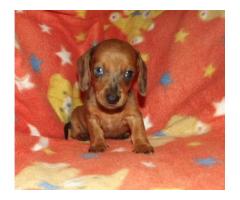 Miniature smooth-haired Dachshund puppies for sale!