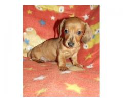 Miniature smooth-haired Dachshund puppies for sale!