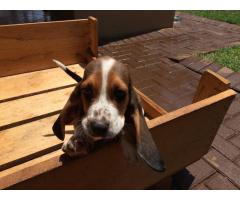 Basset Hound puppies for sale (Tri Colour)