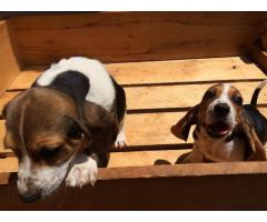 Basset Hound puppies for sale (Tri Colour)