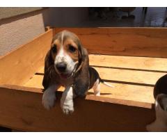 Basset Hound puppies for sale (Tri Colour)