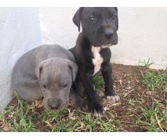 Great Dane puppies for sale