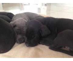 Great Dane puppies for sale