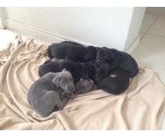 Great Dane puppies for sale