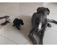 Great Dane puppies for sale