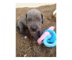 Great Dane puppies for sale