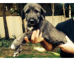 BEAUTIFUL IRISH WOLF HOUND PUPPIES FOR SALE (Imported lines)