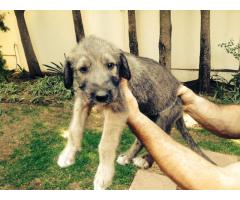 BEAUTIFUL IRISH WOLF HOUND PUPPIES FOR SALE (Imported lines)
