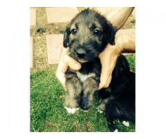 BEAUTIFUL IRISH WOLF HOUND PUPPIES FOR SALE (Imported lines)