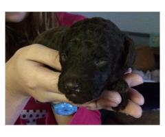 Toy French Poodle puppies for sale