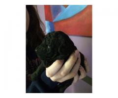 Toy French Poodle puppies for sale