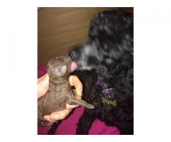 Toy French Poodle puppies for sale