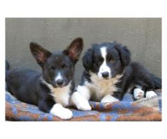 Cardigan Welsh Corgi Puppies for sale