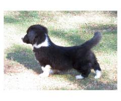 Cardigan Welsh Corgi Puppies for sale