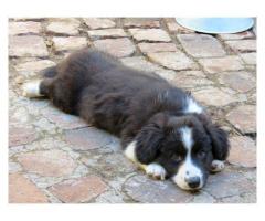 Cardigan Welsh Corgi Puppies for sale