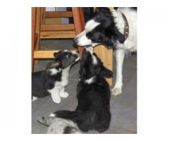 Cardigan Welsh Corgi Puppies for sale