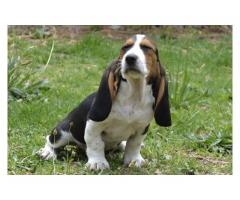 Stunning Basset Hound Puppies for sale (KUSA Registered)