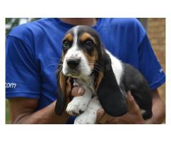 Stunning Basset Hound Puppies for sale (KUSA Registered)