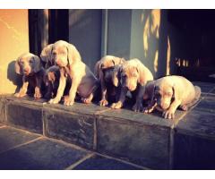 Weimeraner Puppies