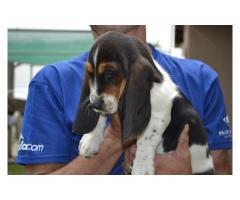 Stunning Basset Hound Puppies for sale (KUSA Registered)