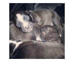 Beautiful black & white American Pitbull Puppies