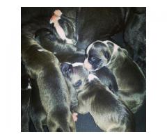 Beautiful black & white American Pitbull Puppies