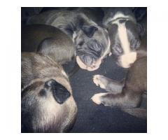 Beautiful black & white American Pitbull Puppies