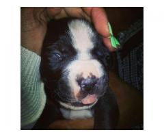 Beautiful black & white American Pitbull Puppies