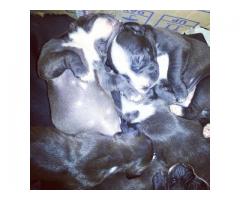 Beautiful black & white American Pitbull Puppies