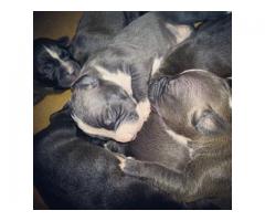 Beautiful black & white American Pitbull Puppies