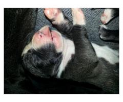 Beautiful black & white American Pitbull Puppies