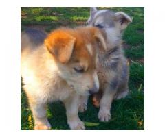 German Shepherd x Husky puppies for sale