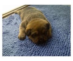 Rotweiler crossed Boerboel puppies for sale