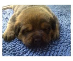 Rotweiler crossed Boerboel puppies for sale