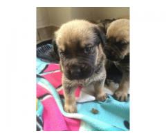 Rotweiler crossed Boerboel puppies for sale