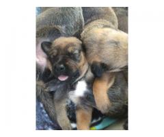 Rotweiler crossed Boerboel puppies for sale