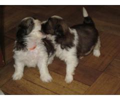 Shih Tzu pupies- male