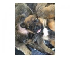 Rotweiler crossed Boerboel puppies for sale