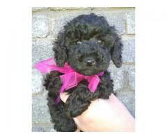 Miniature French Poodles puppies for sale