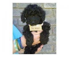 Miniature French Poodles puppies for sale